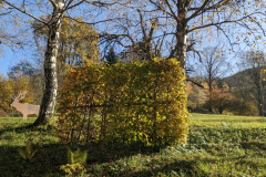 PXL_20221028_123015881.MP_