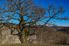 PXL_20210307_133330097.MP_