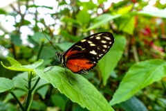 Insel_Mainau_01