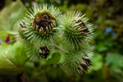 Insel_Mainau_03