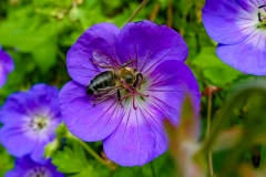 Insel_Mainau_04