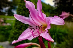 Insel_Mainau_06