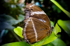 Insel_Mainau_10