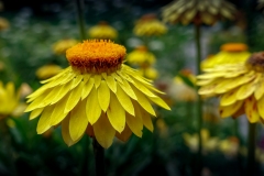 Insel_Mainau_12