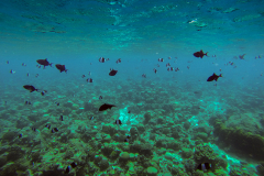 DCIM\105GOPRO