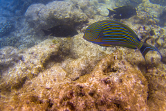 DCIM\105GOPRO