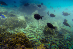 DCIM\105GOPRO