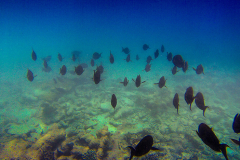 DCIM\105GOPRO