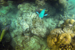 DCIM\105GOPRO
