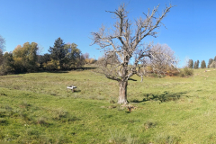 PXL_20221025_113125220.PANO_